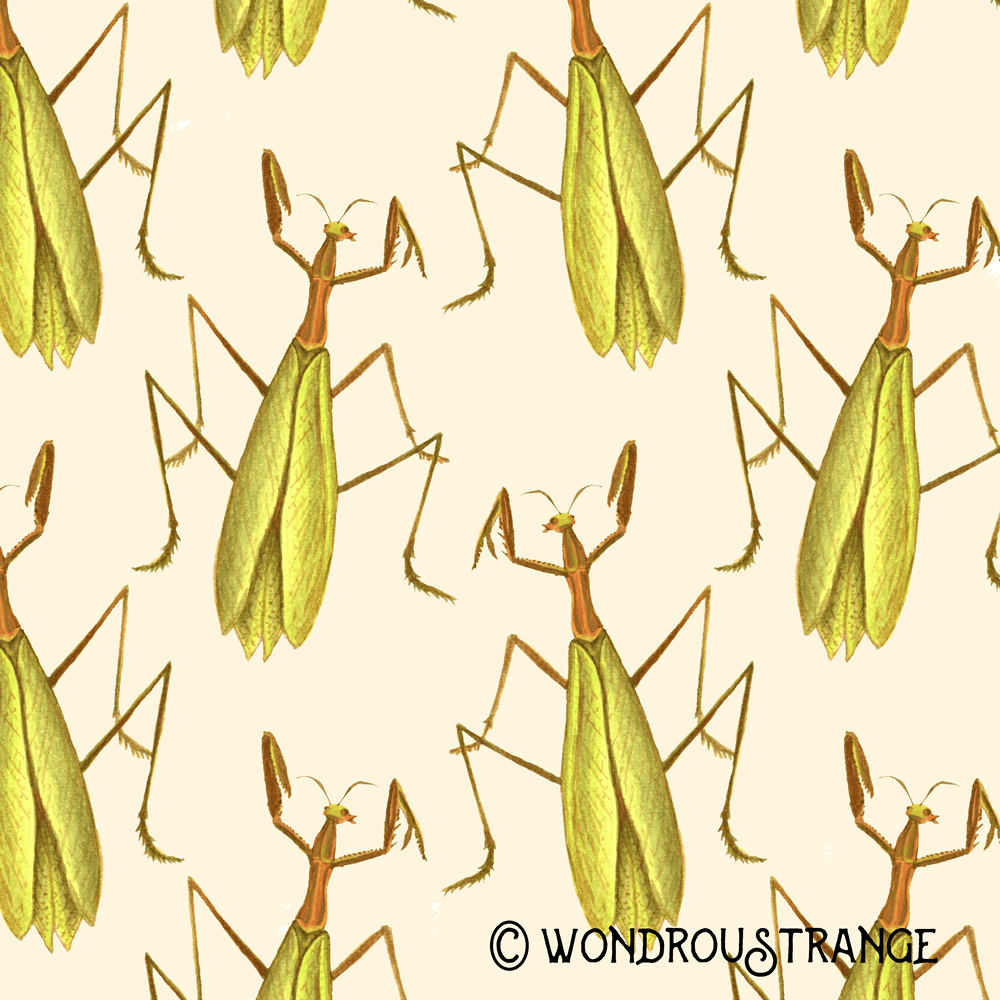Praying mantis Pattern display